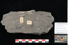 Foto (Objekt + Etikett) von Dictyophyllum obtusilobum Sch. (NHMW-GEO-2024-0188-10505)